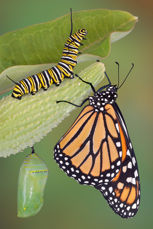 bigstock-Monarch-Life-Stages-2210004